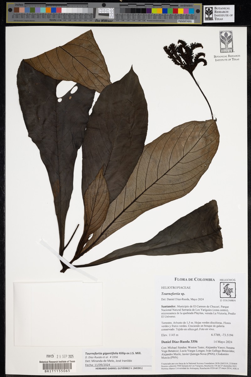 Heliotropium gigantifolium photo 3