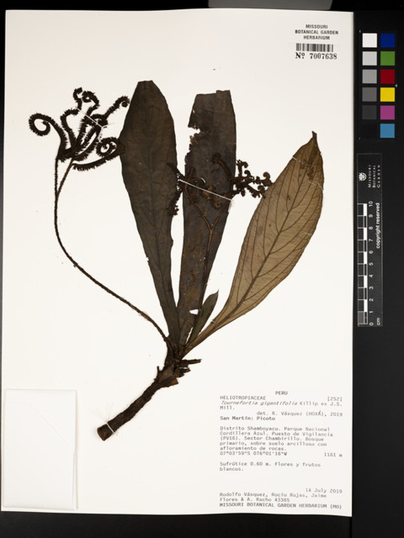 Heliotropium gigantifolium photo 4