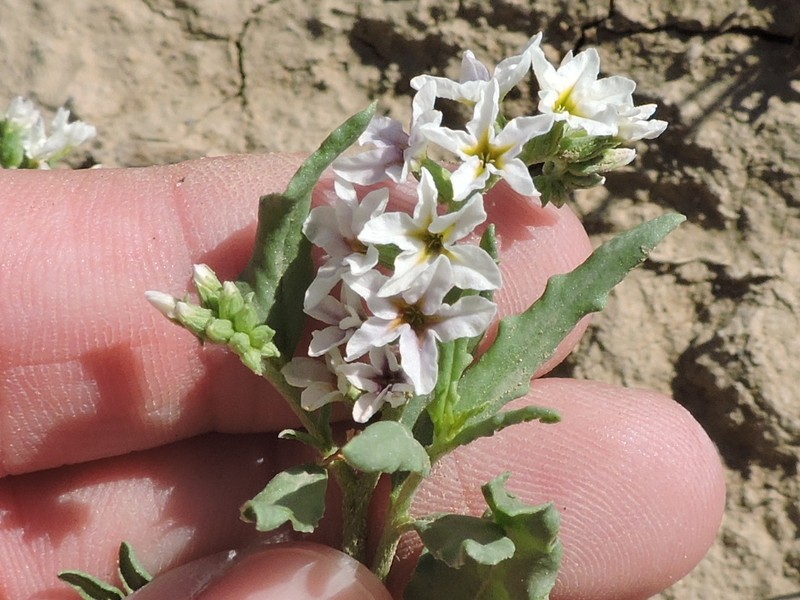 Greeneye Heliotrope