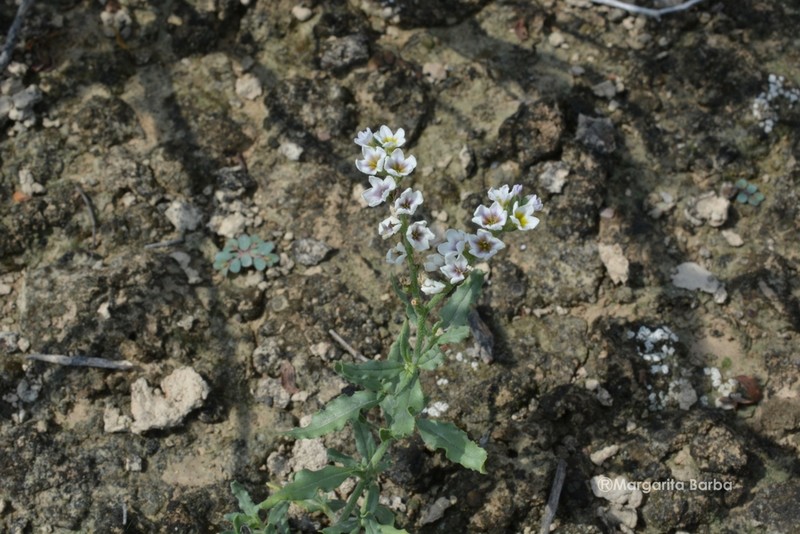 Greeneye Heliotrope photo 2