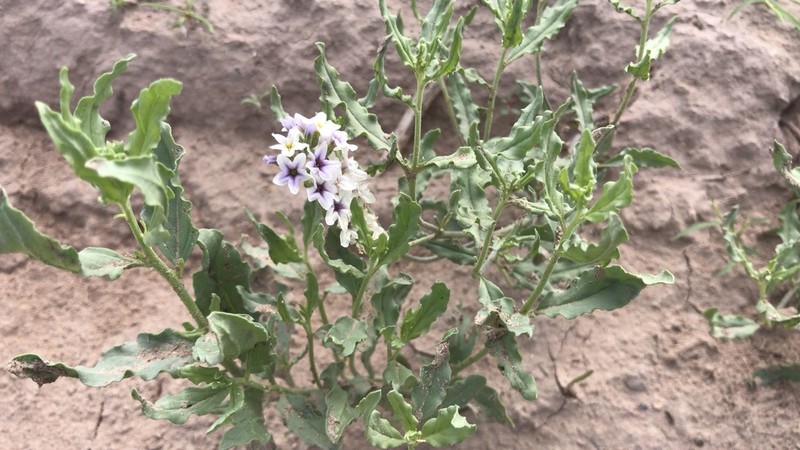Greeneye Heliotrope photo 3