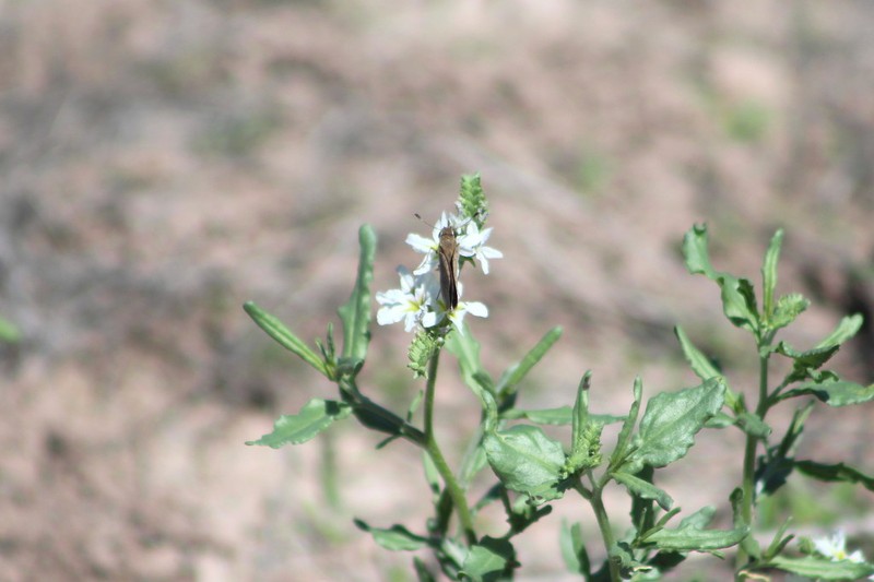 Greeneye Heliotrope photo 4