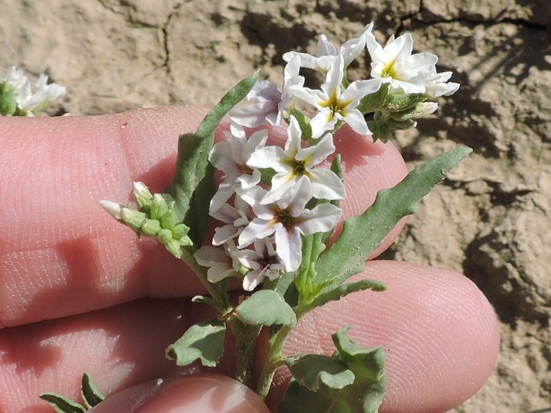 Greeneye Heliotrope photo 6