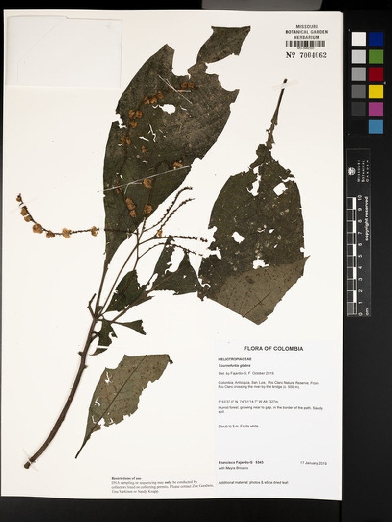 Heliotropium glabrum