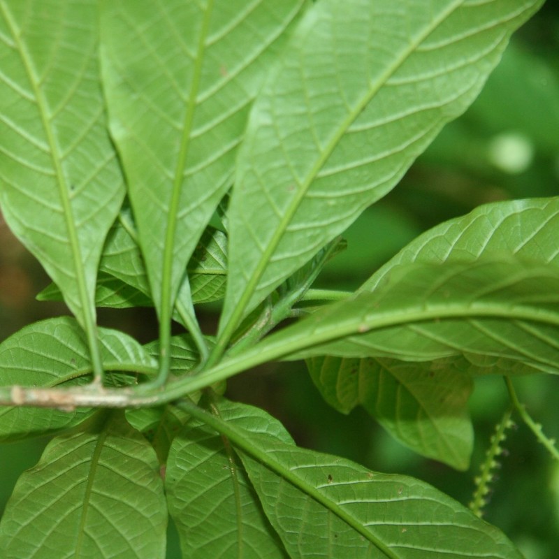 Heliotropium glabrum photo 2