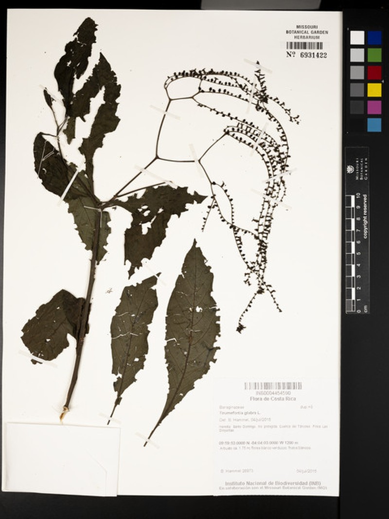 Heliotropium glabrum photo 3