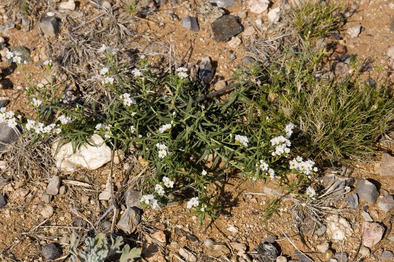 Fragrant Heliotrope