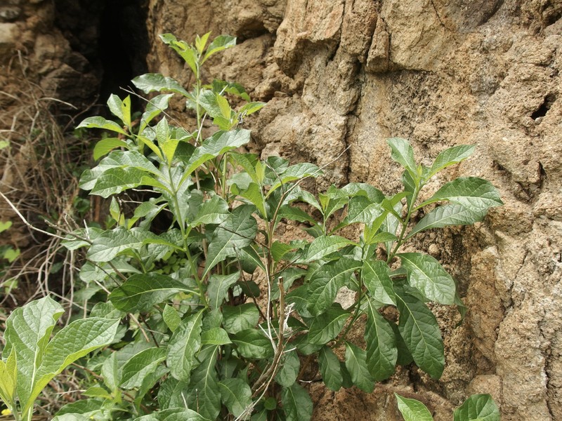 Heliotropium hartwegianum