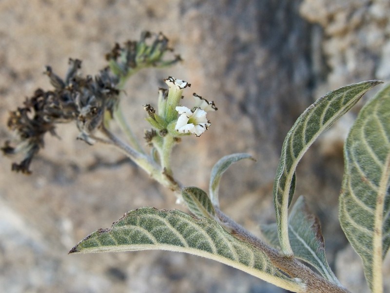 Heliotropium hartwegianum photo 2