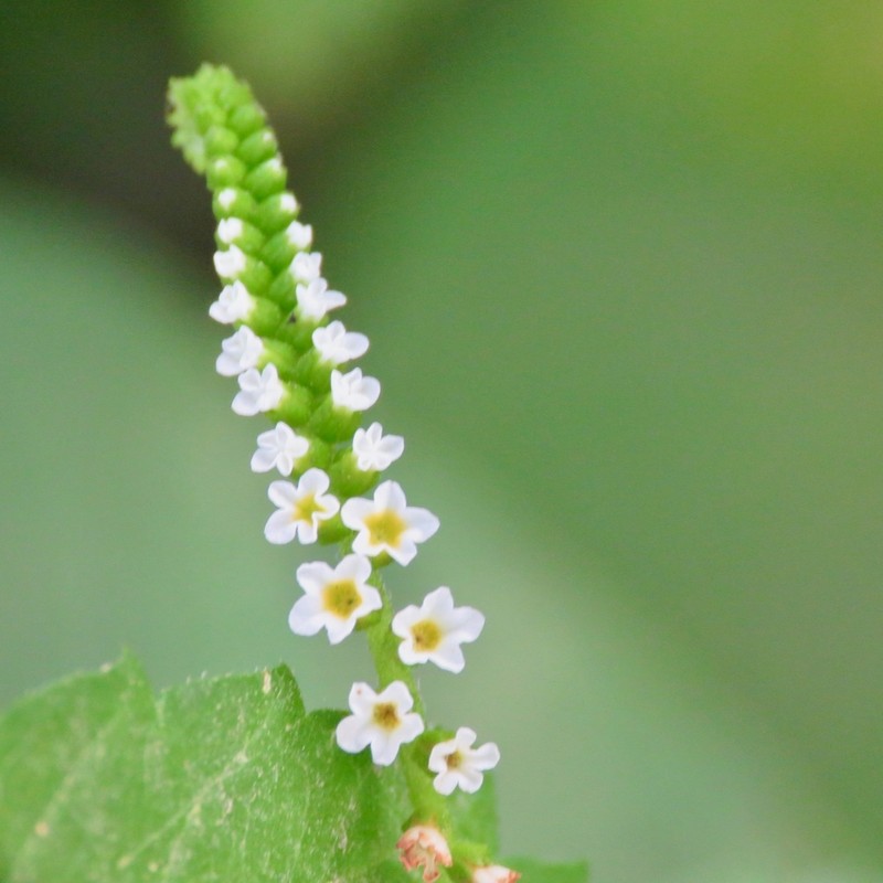 Heliotropium hartwegianum photo 3