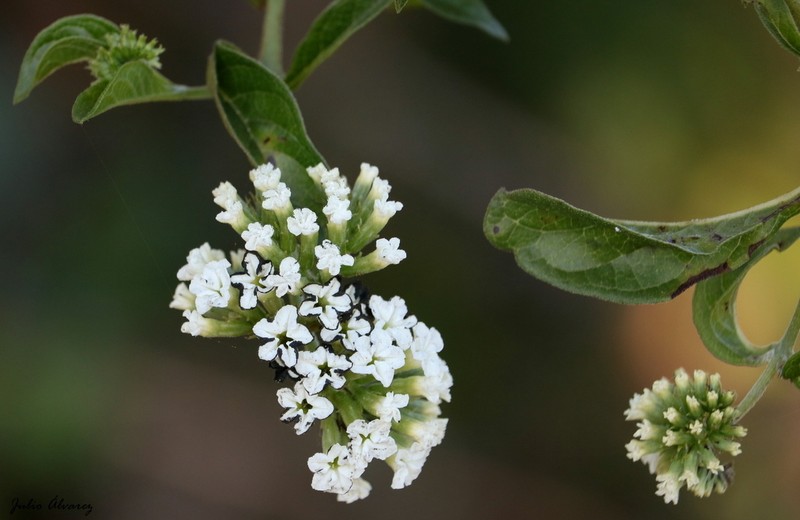 Heliotropium hartwegianum photo 5