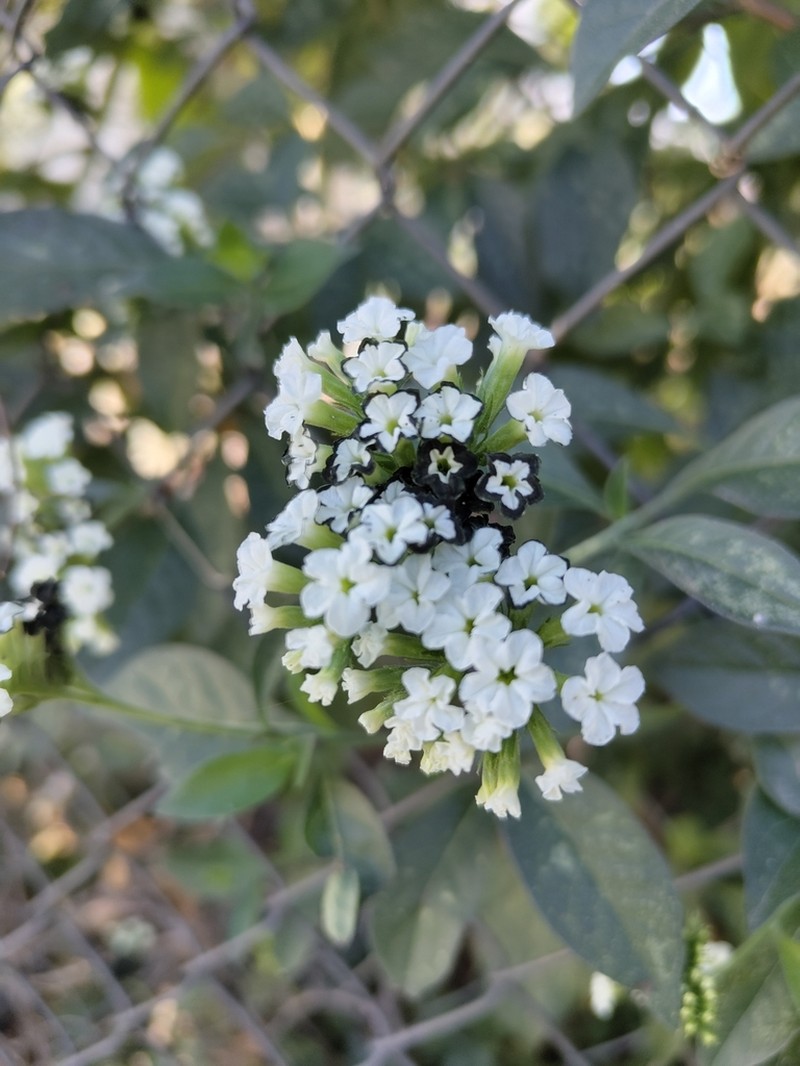 Heliotropium hartwegianum photo 6