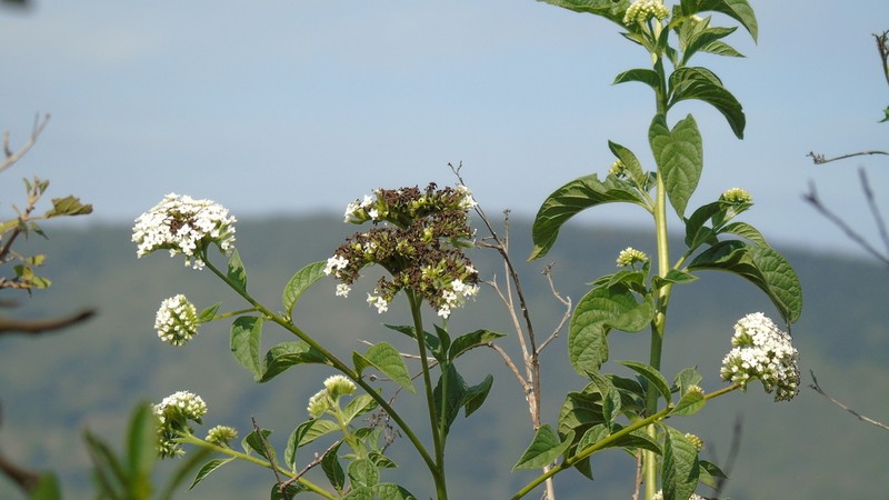 Heliotropium hartwegianum photo 7
