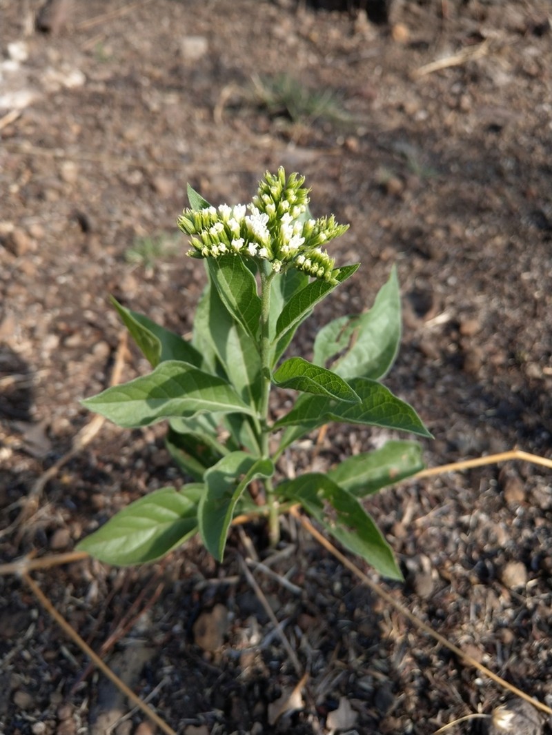 Heliotropium hartwegianum photo 8