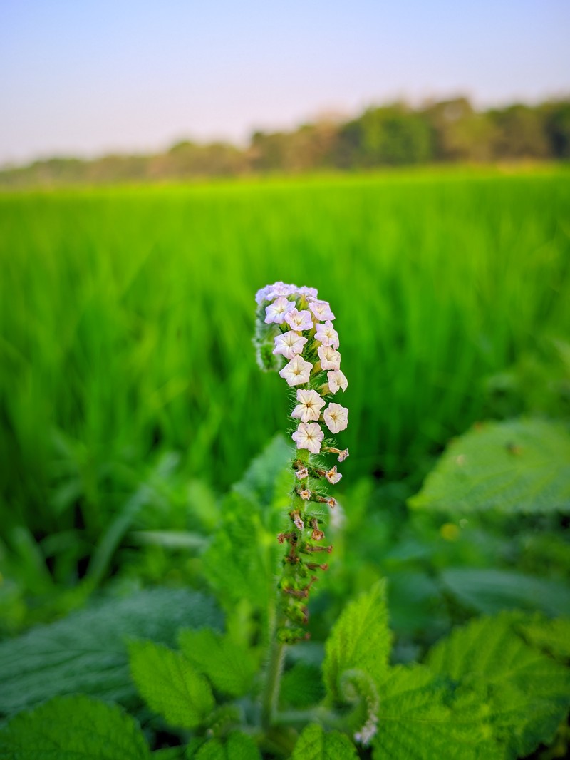 Indian Heliotrope photo 2