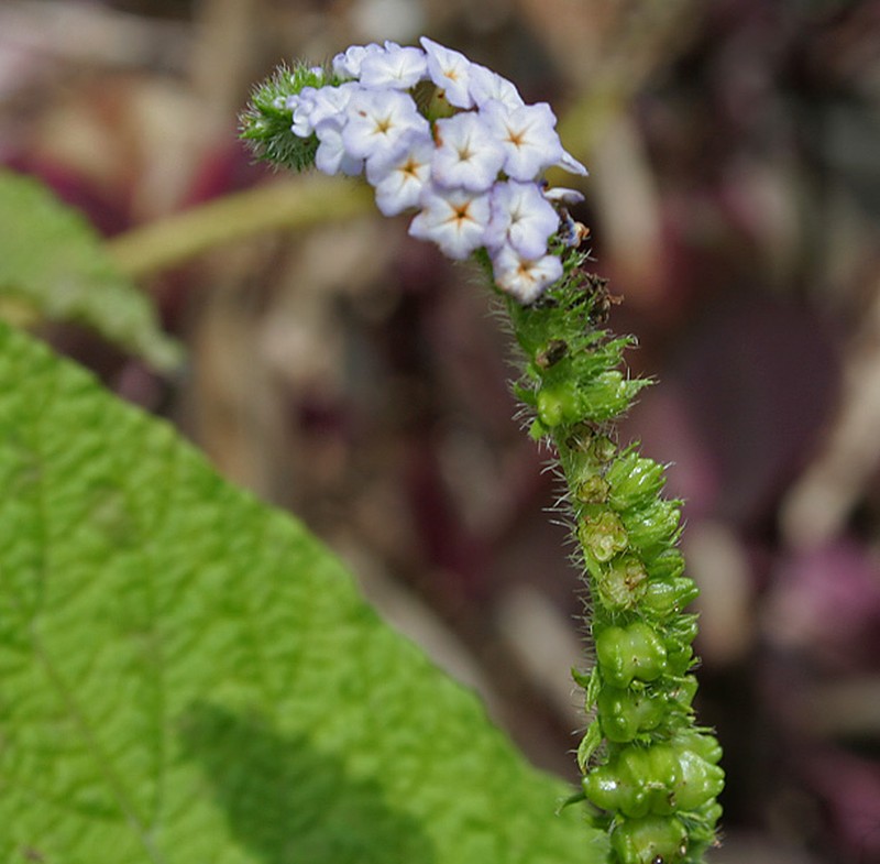 Indian Heliotrope photo 3