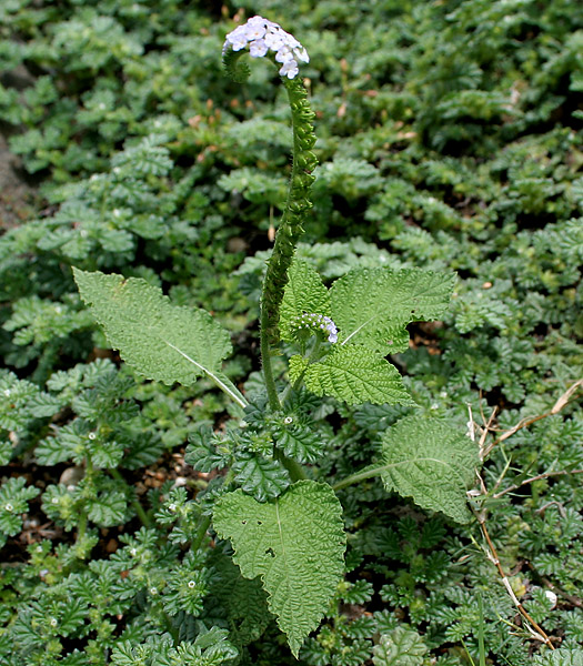 Indian Heliotrope photo 4