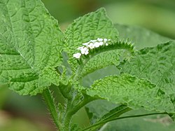 Indian Heliotrope
