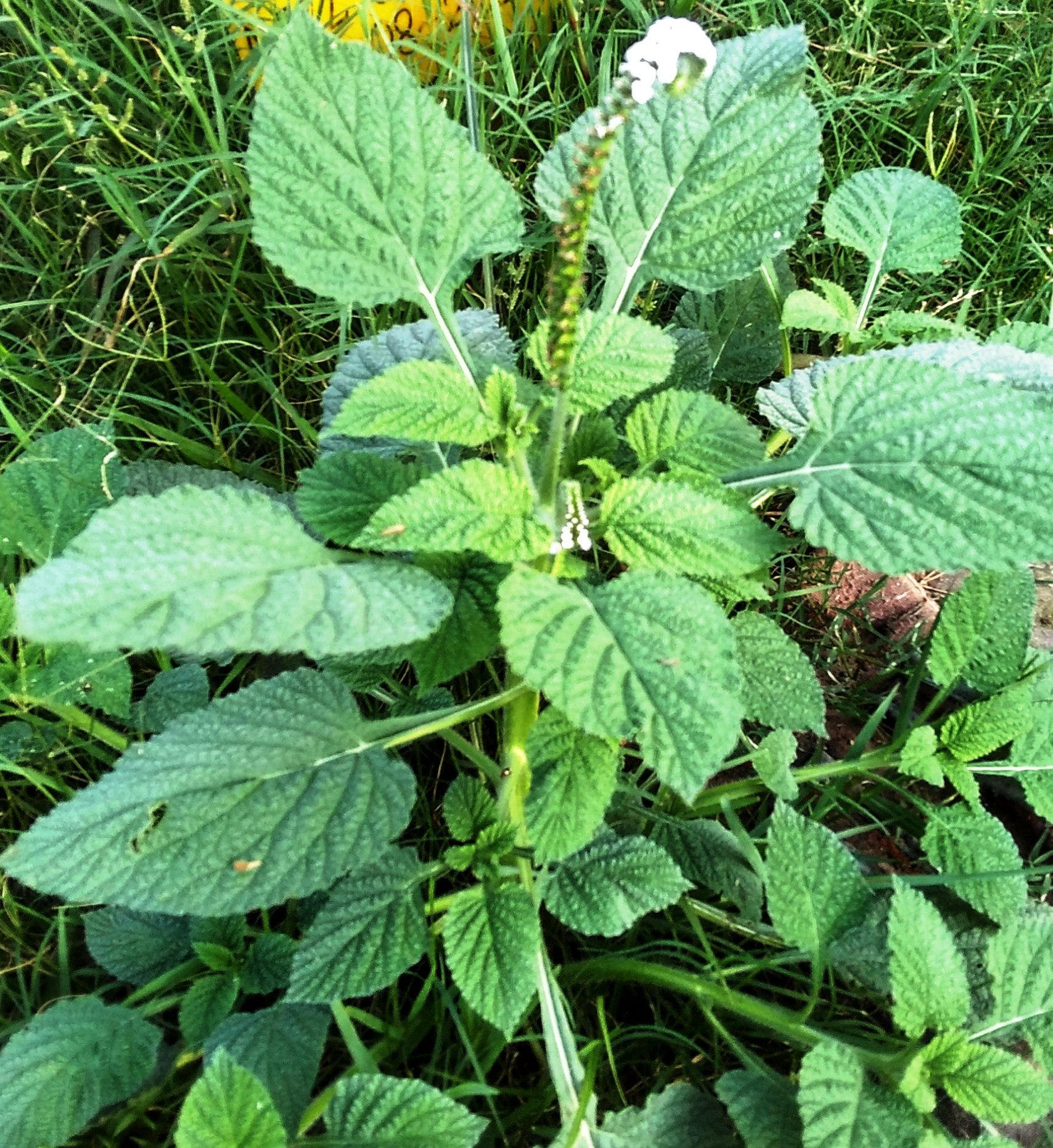 Indian Heliotrope photo 5