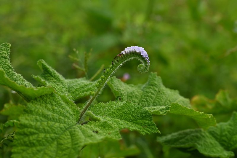 Indian Heliotrope photo 6