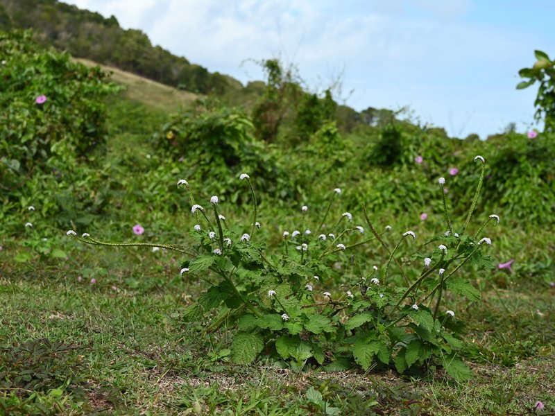 Indian Heliotrope photo 7
