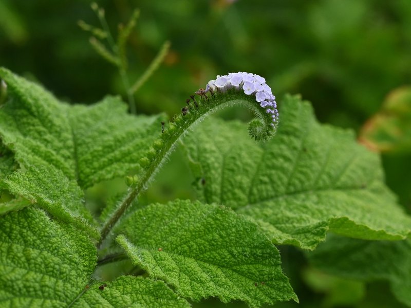 Indian Heliotrope photo 8