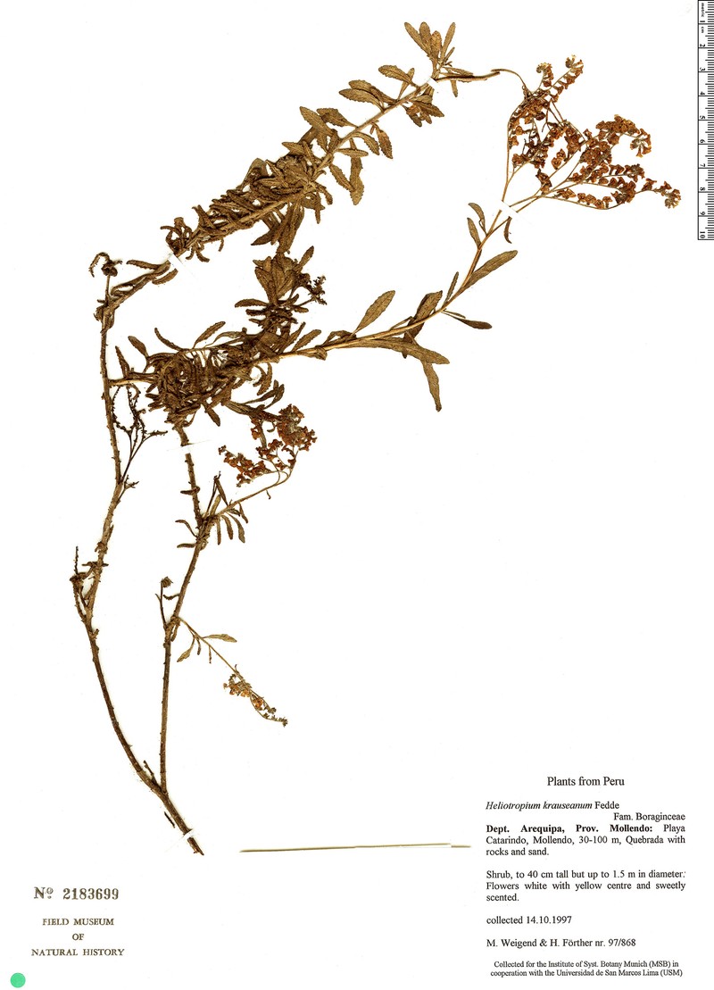 Heliotropium krauseanum subsp. krauseanum