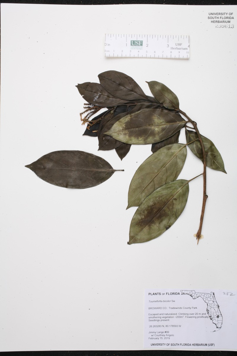 Heliotropium laevigatum