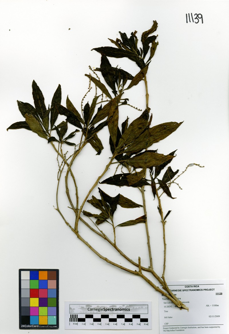 Heliotropium laevigatum photo 2