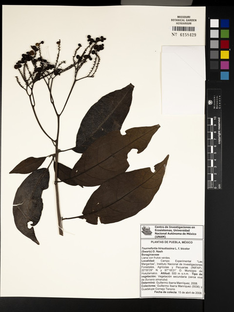 Heliotropium laevigatum photo 3