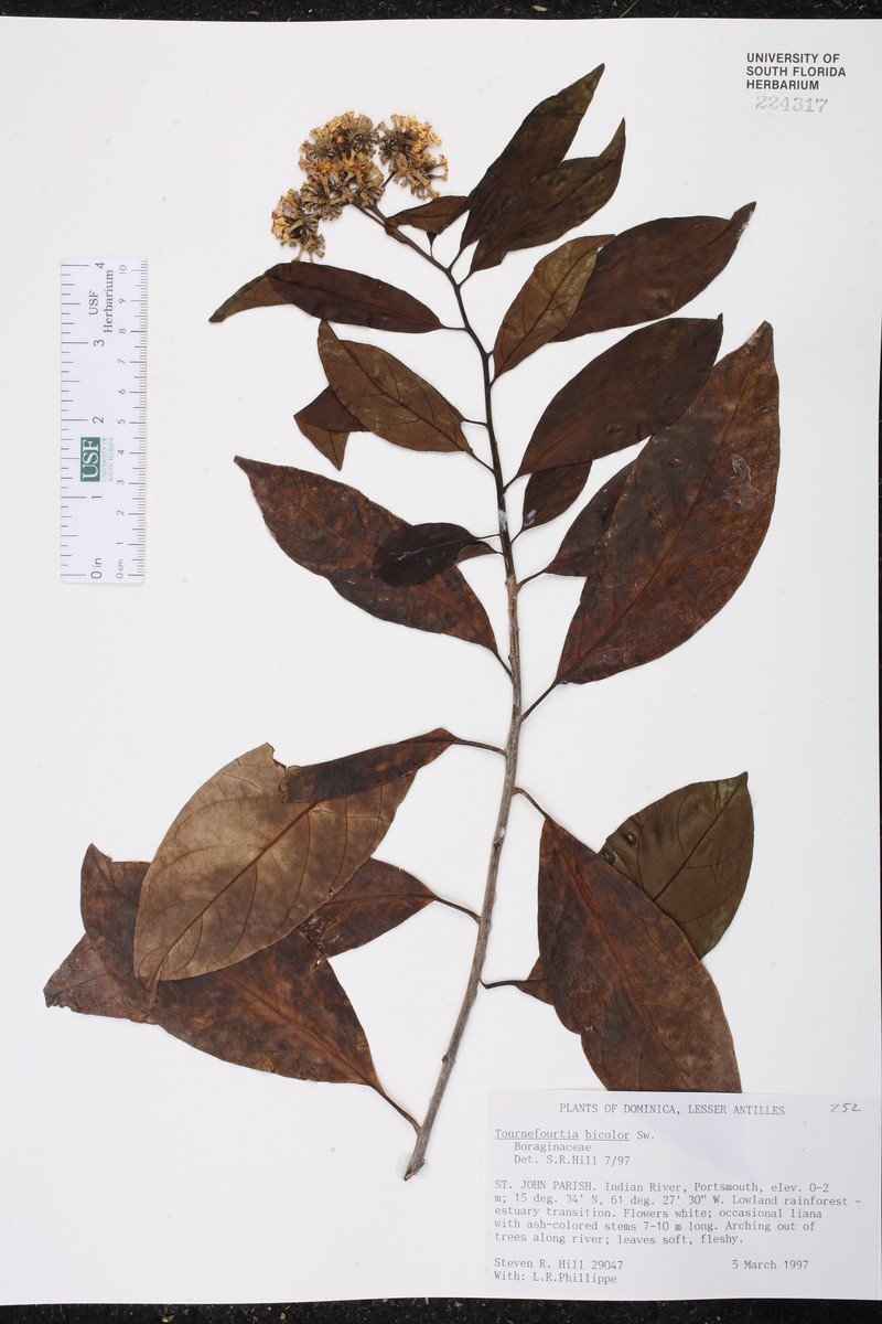 Heliotropium laevigatum photo 4