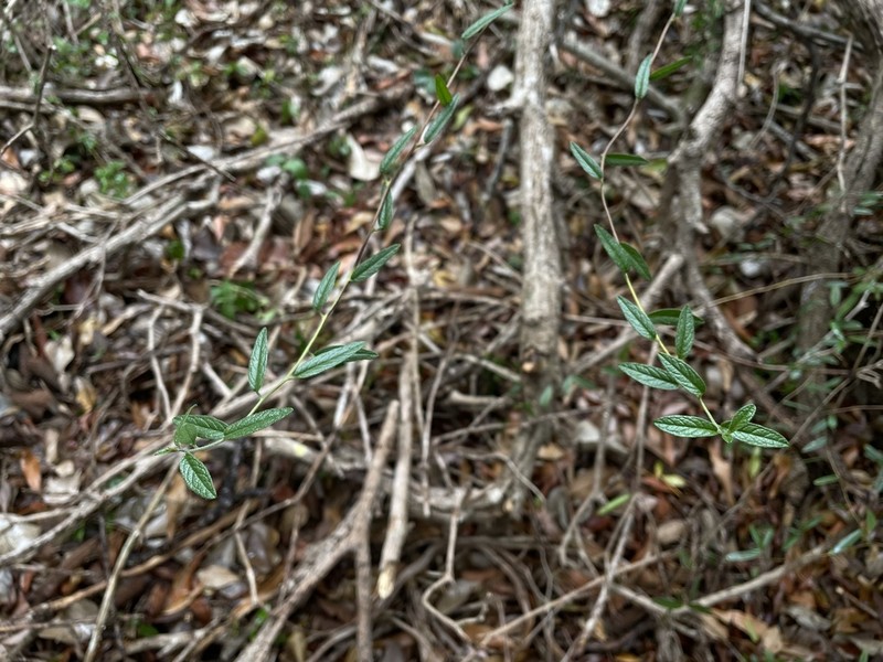 West Indian Soldierbush photo 2