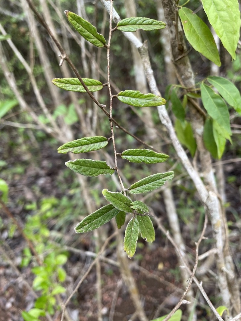 West Indian Soldierbush photo 4