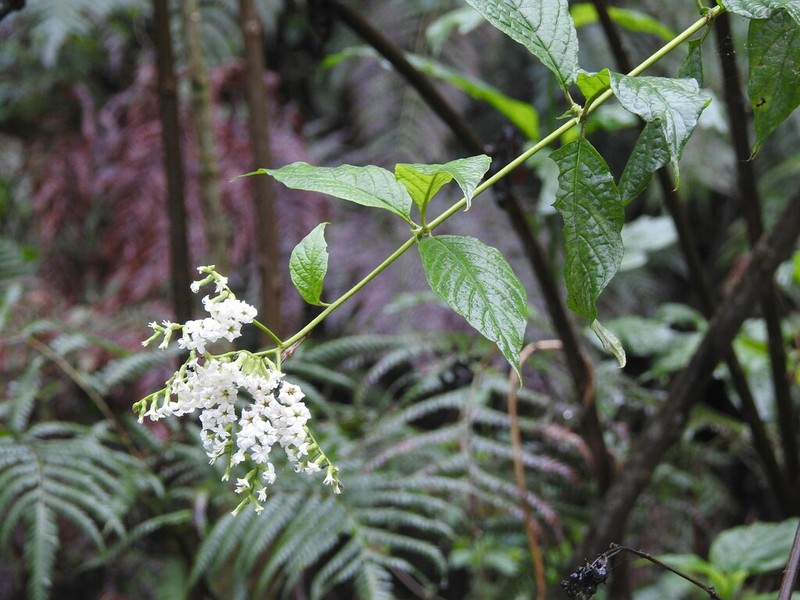 Heliotropium lilloi