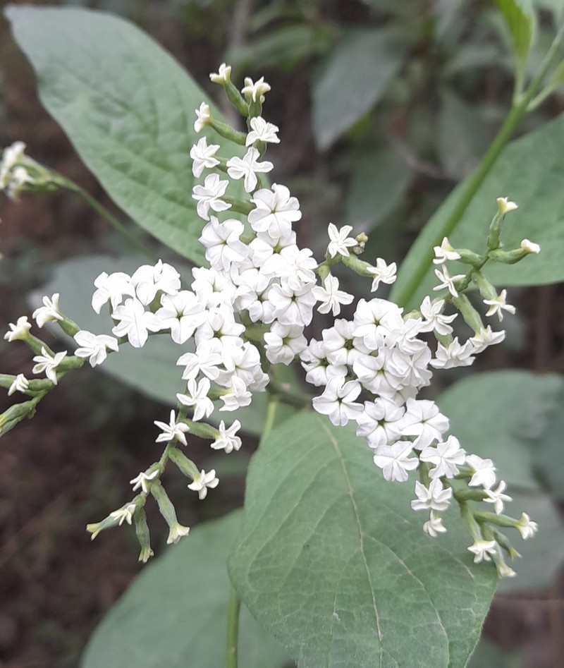 Heliotropium lilloi photo 2