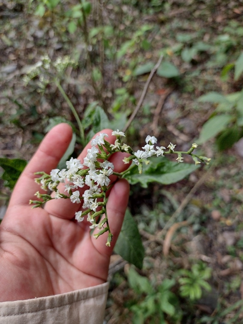 Heliotropium lilloi photo 3