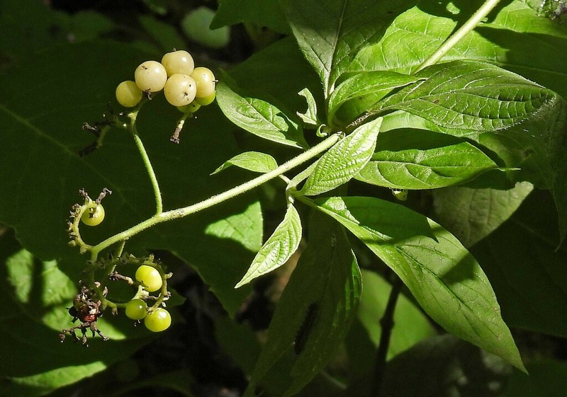 Heliotropium lilloi photo 4