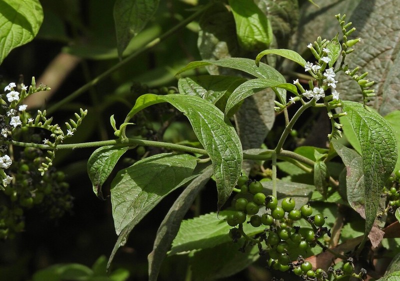 Heliotropium lilloi photo 7