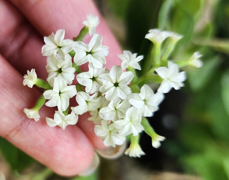 Heliotropium lilloi photo 8