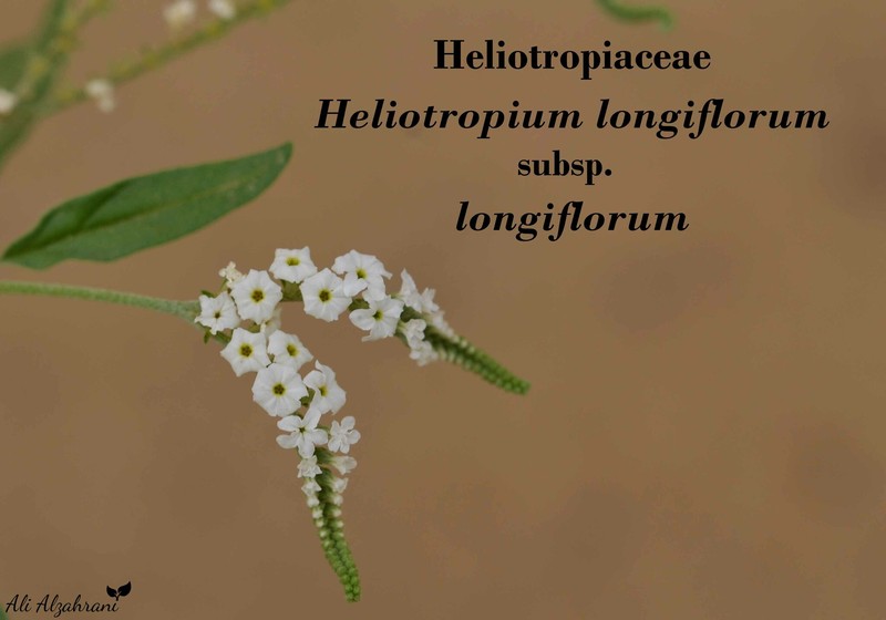 Heliotropium longiflorum subsp. longiflorum