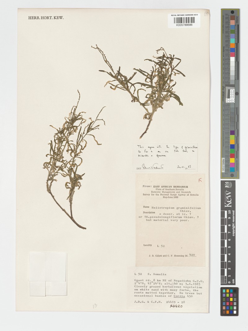 Heliotropium longiflorum subsp. longiflorum photo 2