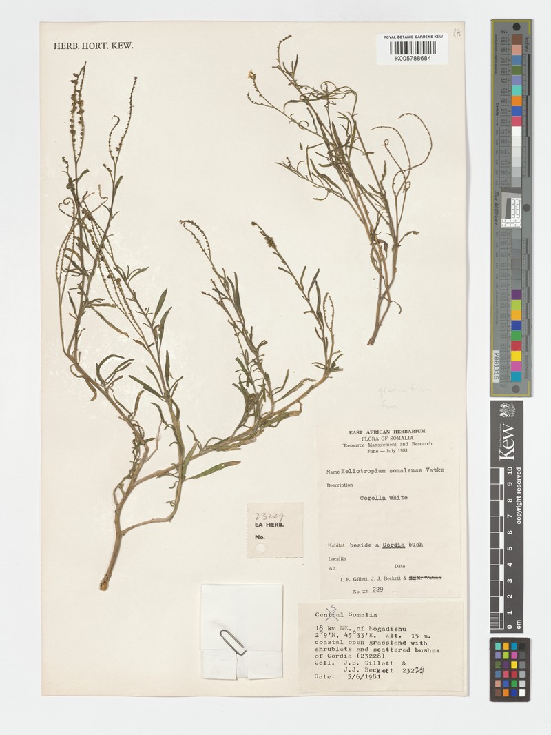 Heliotropium longiflorum subsp. longiflorum photo 3