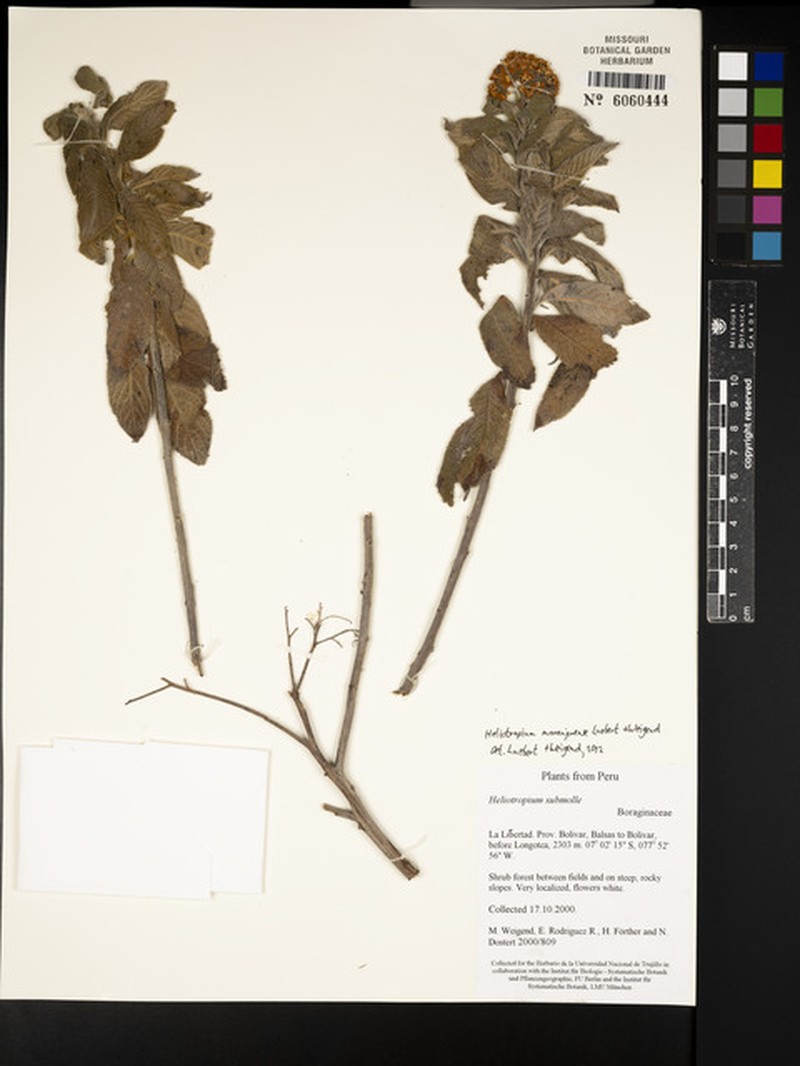 Heliotropium maranjonense