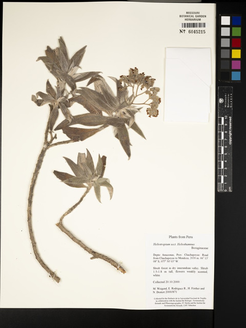 Heliotropium maranjonense photo 2