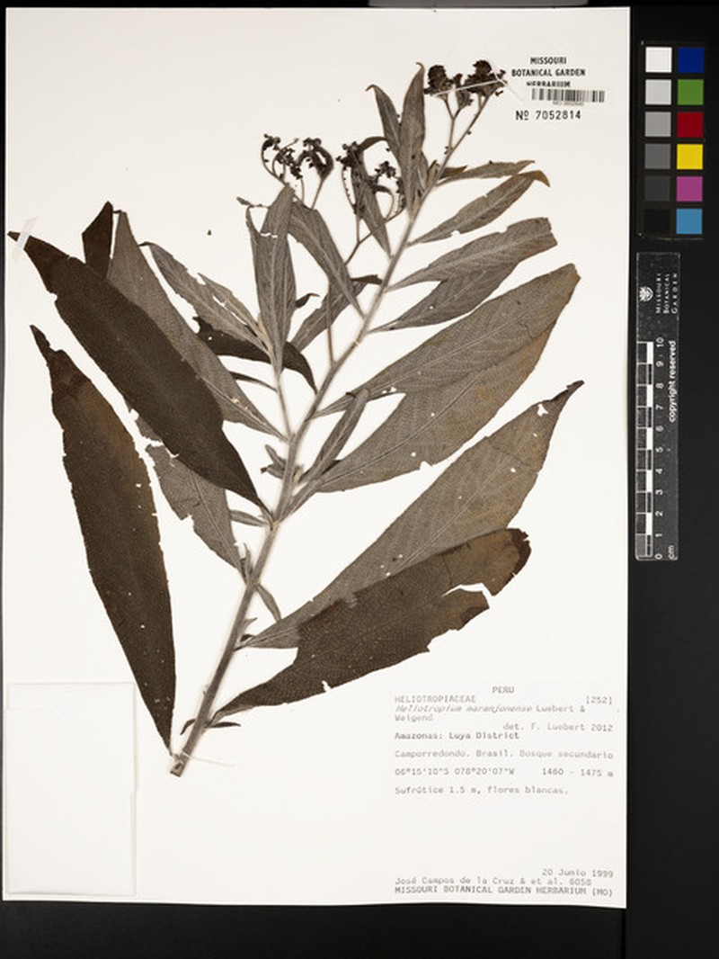 Heliotropium maranjonense photo 3