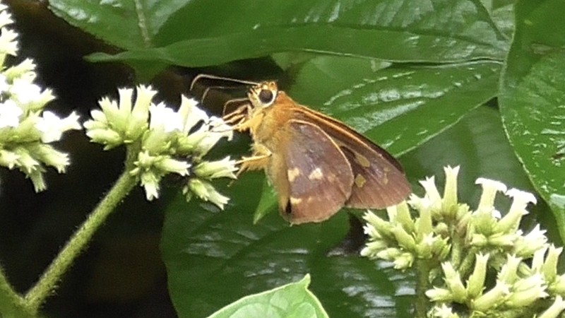 Heliotropium melanochaeta