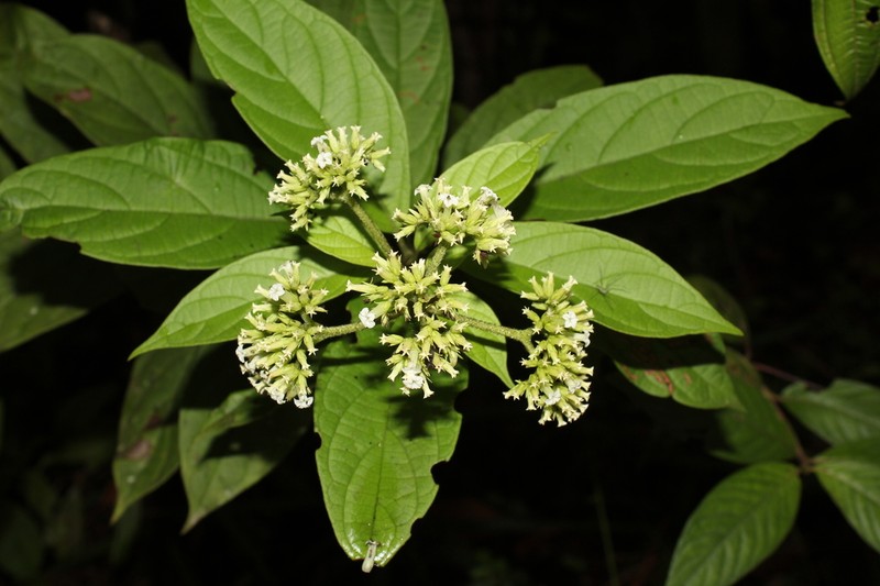 Heliotropium melanochaeta photo 2