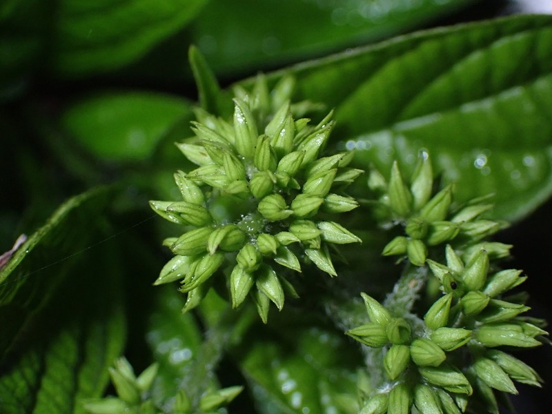 Heliotropium melanochaeta photo 3