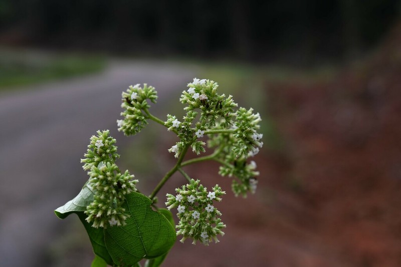 Heliotropium melanochaeta photo 5