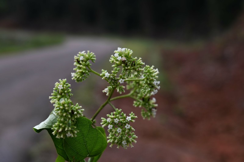 Heliotropium melanochaeta photo 7